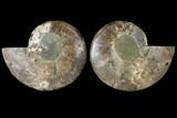 Agatized Ammonite Fossil - Madagascar #122411-1
